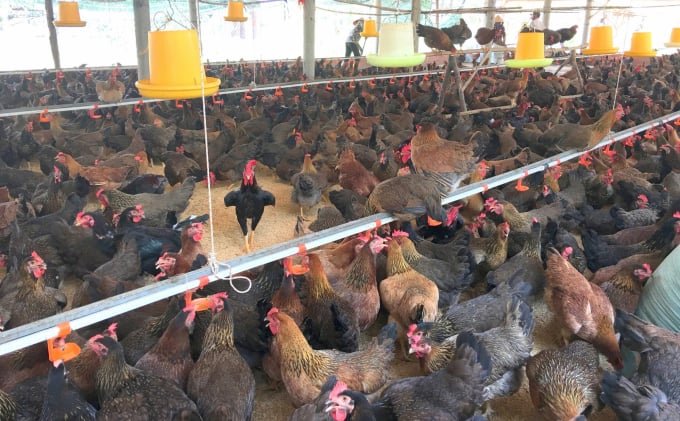 Currently, Binh Dinh has a very large amount of chicken manure. Photo: Le Khanh.