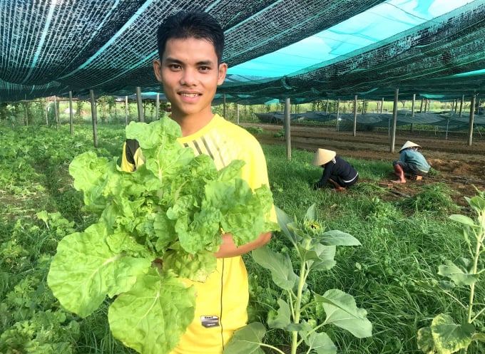 Organic vegetables are fertilized with highly nutritious chicken manure, so they grow very well. Photo: Vu Dinh Thung.