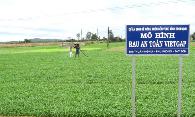 Binh Dinh currently has many safe vegetable production areas, so chicken manure is in great in need. Photo: Le Khanh.