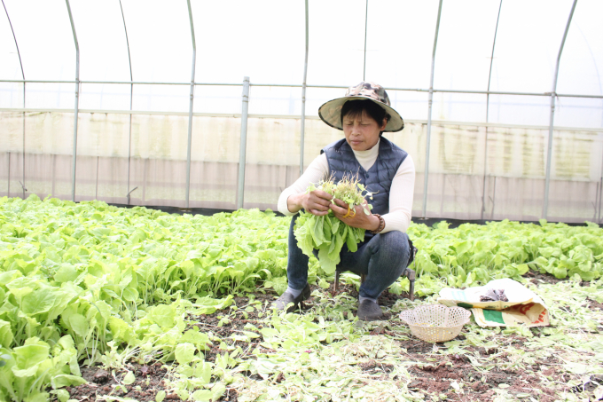 Dang Thi Cuoi, Director of Cuoi Quy Organic Vegetable Cooperative. Photo: Trung Quan.