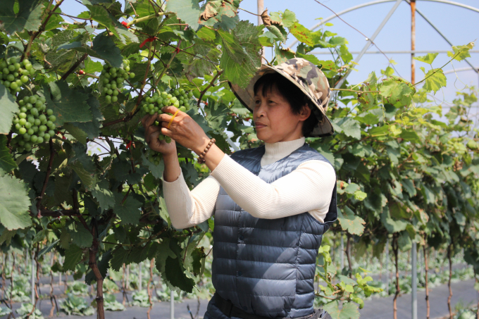 Apart from leafy greens, the Cooperative also grows grapes and guavas. Photo: Trung Quan.