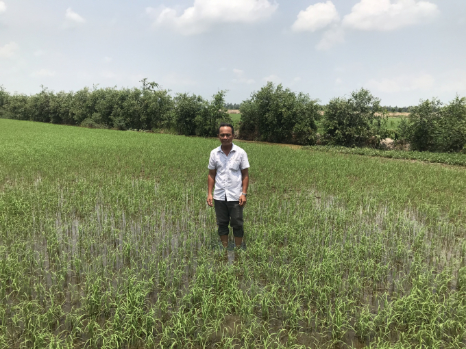 Hội nông dân đã  hợp thành lập 151 HTX nông nghiệp giúp liên kết sản xuất đảm bảo đầu ra, nhất là cây lúa. Ảnh: Minh Đảm.