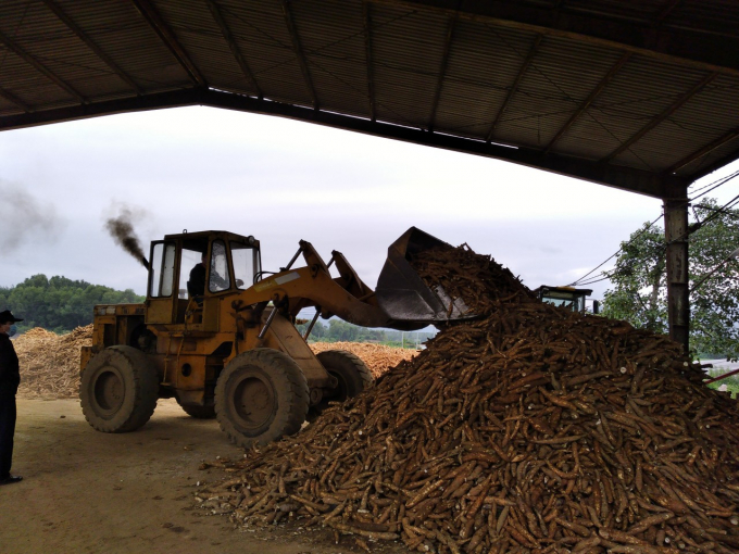 Buying raw cassava at the factory of Quang Binh FOCOCEV Joint Stock Company. Photo: T.P.