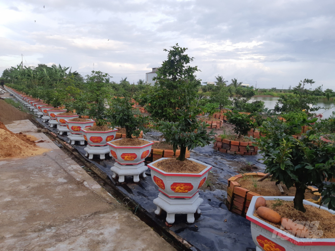 Plants grow well as being fertilisered with shrimp shells compost. Photo: Trong Linh. 