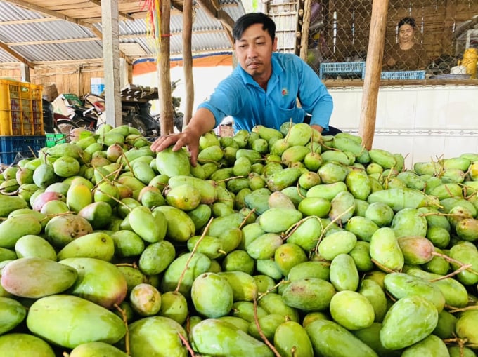 The project will strengthen the adaptability and resilience of the two key agricultural value chains in the Mekong Delta including rice and mango to climate change. Photo:  Le Hoang Vu.