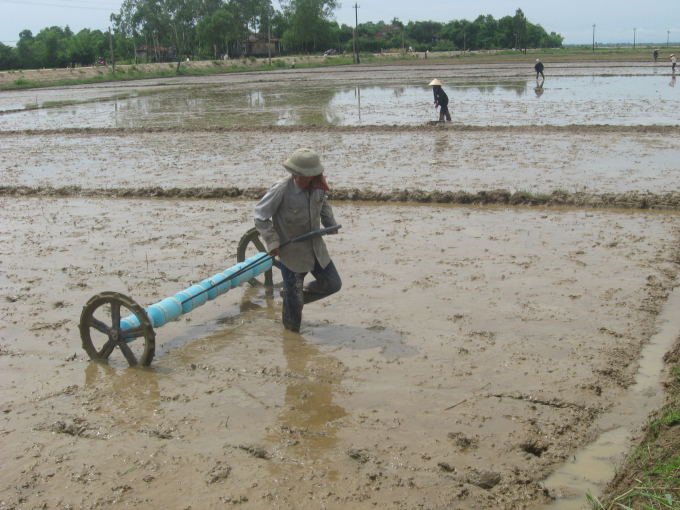 Vụ ĐX 2021 - 2022, bà con cần chú ý sạ thưa, áp dụng kỹ thuật canh tác lúa phù hợp để tiết kiệm chi phí mà vẫn giữ được năng suất lúa cao. Ảnh: LHV.