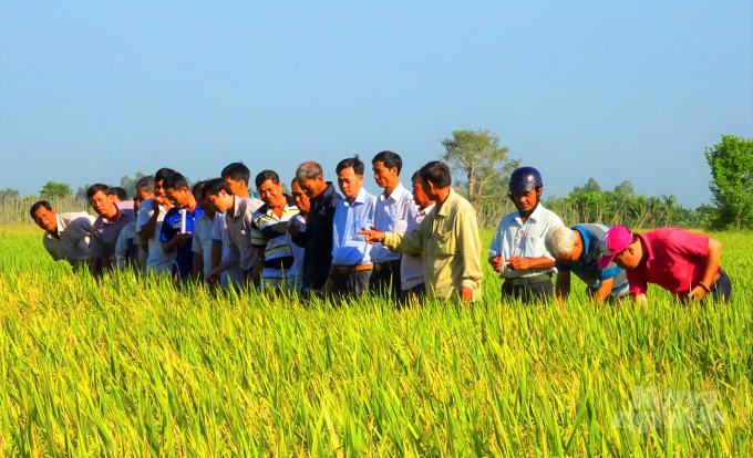 Nông dân ứng dụng IoT trong canh tác lúa giúp tăng lợi nhuận từ 2,3 - 4 triệu đồng/ha so với đối chứng tưới ướt - khô xen kẽ thông thường. Ảnh: Lê Hoàng Vũ.