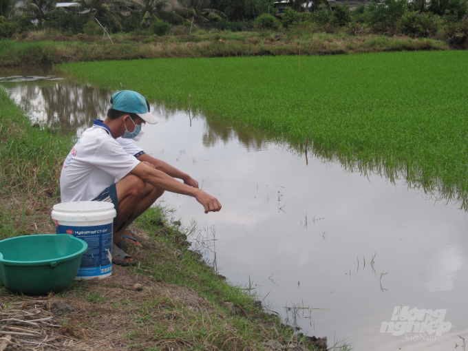 Trung tâm khuyến nông tỉnh Bạc Liêu khuyến khích người dân nhân rộng mô hình sản xuất lúa ST24, ST25. Ảnh: Trọng Linh.
