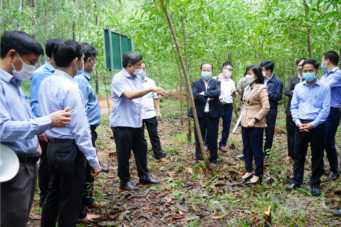 Thứ trưởng Trần Thanh Nam cho biết, Bộ NN-PTNT sẽ xây dựng mô hình thí điểm về hỗ trợ mua bảo hiểm đối với rừng trồng kinh doanh gỗ lớn, đặc biệt là rừng trồng được cấp chứng chỉ FSC để giúp các HTX, người trồng rừng yên tâm đầu tư trồng rừng dài hạn. Ảnh: Công Điền.