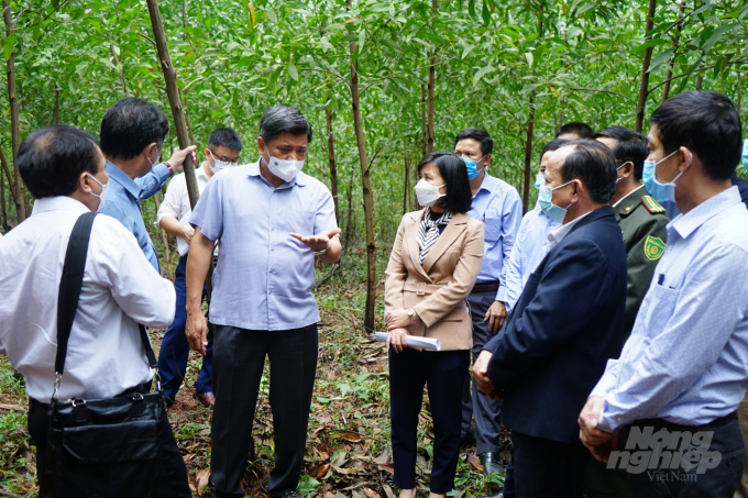 The delegation led by Deputy Minister Tran Thanh Nam visited the plantation wood material area with sustainable certificates in Quang Tri province. Photo: Cong Dien.