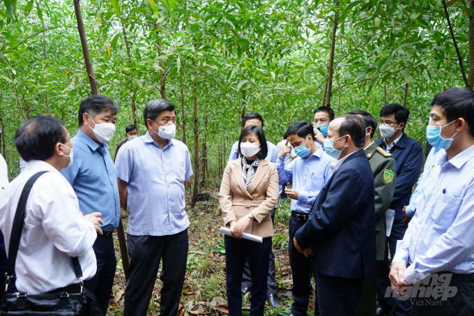 Thứ trưởng Trần Thanh Nam đánh giá cao sự chủ động, quyết liệt của tỉnh Quảng Trị trong phát triển mô hình trồng rừng gỗ lớn có chứng chỉ quản lý rừng bền vững. Ảnh: Công Điền.