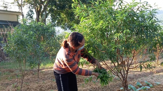 Hiện nay, bà con thôn Thọ Lộc đã trồng mới, mở rộng thêm các diện tích trồng đào. Ảnh:  Lê Cương.