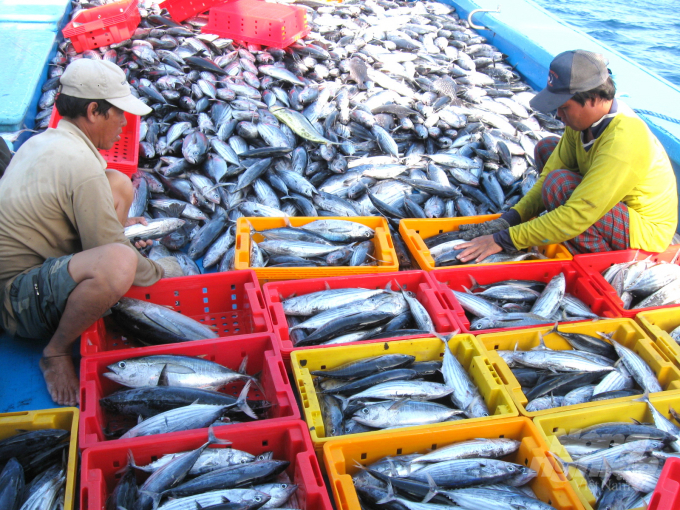 Striped tuna caught by Binh Dinh fishermen. Photo: Vu Dinh Thung.