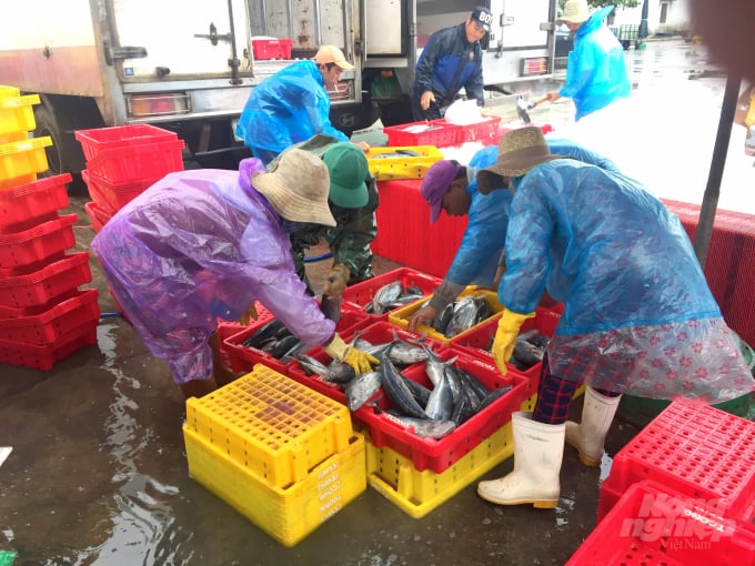 Hoạt động buôn bán cá tại cảng cá Quy Nhơn (Bình Định). Ảnh: Vũ Đình Thung.