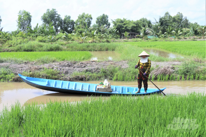 Farmers in the Mekong Delta are facing extreme weather: floods, droughts, saltwater intrusion, etc. Photo: Pham Hieu.