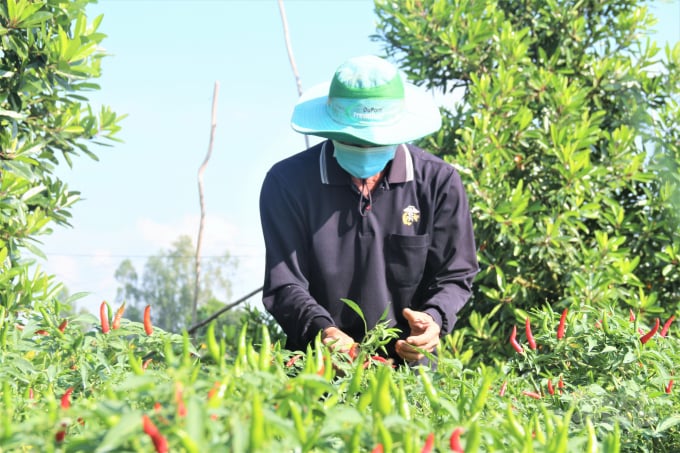 The Mekong Delta region needs to make a transition in its production structure towards diversifying crops and developing other agricultural products than rice. Photo: Pham Hieu.