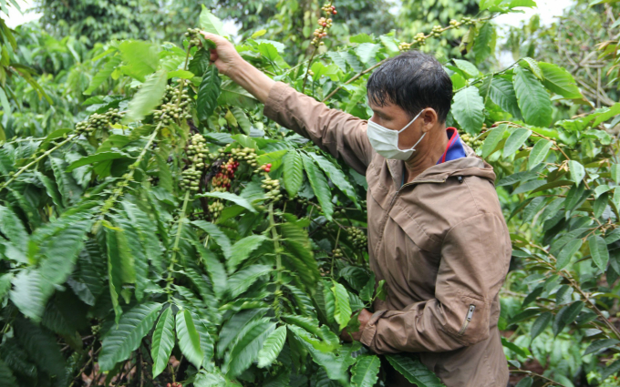 Ông Lê Công Đoàn (ngụ xã Hòa An, huyện Krông Pắc) nhận thấy các hộ xung quanh tái canh cà phê đạt hiệu quả nên cũng tự bỏ vốn để tài canh vườn cà phê của gia đình. Ảnh: Quang Yên.