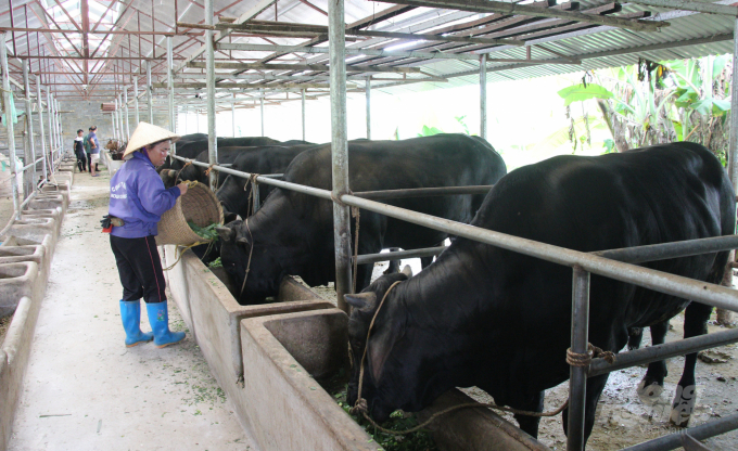 Mô hình nuôi bò 3B chăn chủ yếu bằng cỏ voi của Công ty TNHH Kolia. Ảnh: Công Hải.