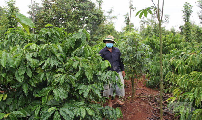Sau thời gian tái canh, diện tích cà phê cằn cỗi phát triển tốt, nhiều vườn cho năng suất cao gấp đôi so với khi chưa tái canh. Ảnh: Quang Yên.