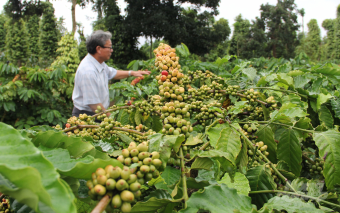 Sau thời gian tái canh, diện tích vườn cà phê của ông Lê Tấn Dũng cho năng suất rất cao. Ảnh: Quang Yên.