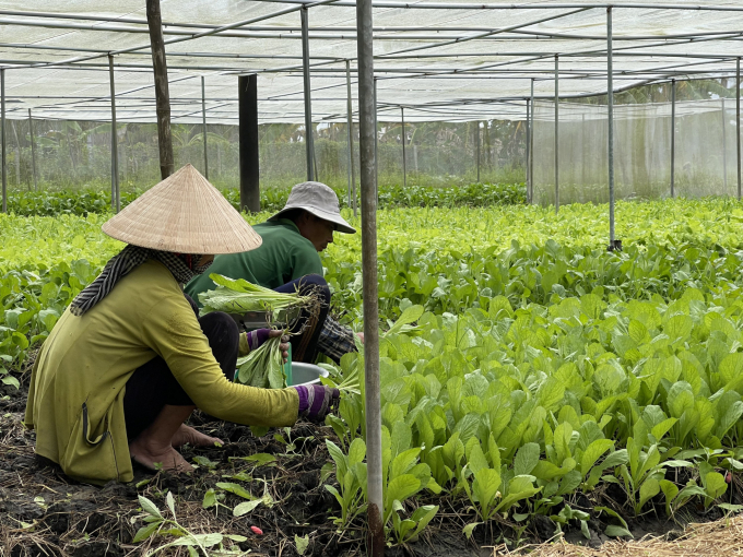 Nông dân xã Long Trị A, thị xã Long Mỹ tham gia HTX nông nghiệp trồng rau trong nhà lưới. Ảnh: Hoàng Nhân.