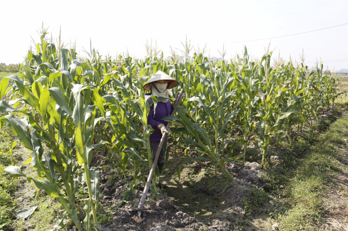 Nông dân Quảng Ninh vẫn kiên trì với cây ngô phục vụ lấy hạt, nhất là dư địa trong vụ đông. Ảnh: Tiến Thành.