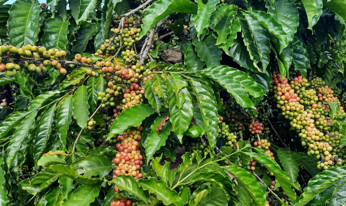 Sự hỗ trợ của Dự án VnSat đã và đang mang lại nhiều chuyển biến tích cực cho việc phát triển cà phê bền vững, nâng cao giá trị. Ảnh: Tuấn Anh.