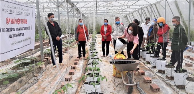 Một lớp tập huấn hiện trường cho bà con nông dân về quy trình kỹ thuật trồng rau, quả theo tiêu chuẩn VietGAP do Trung tâm Khuyến nông - Khuyến ngư Quảng Bình tổ chức. Ảnh: Trọng Hiểu.