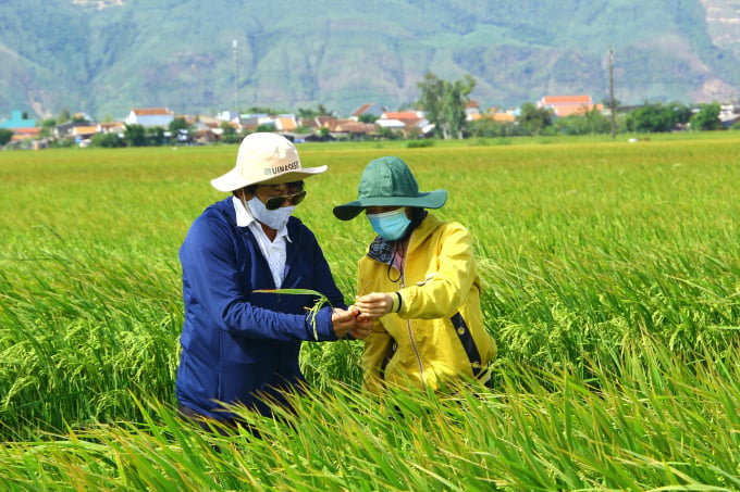 Năng suất bình quân của những cánh đồng mẫu lớn sản xuất lúa ở Bình Định trong năm 2021 đạt 68,4 tạ/ha. Ảnh: V.Đ.T.
