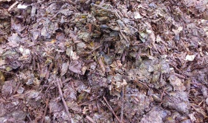 Bio-organic fertilizer from sua dragon fruit branches when composting. Photo: TL.