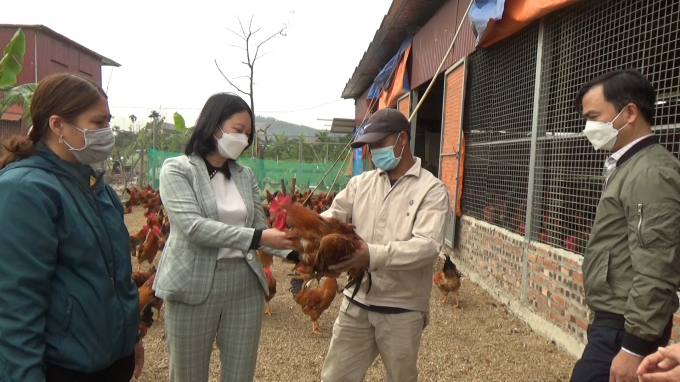 Mô hình nuôi gà cho hiệu quả kinh tế cao ở huyện An Dương. Ảnh: Đinh Mười.
