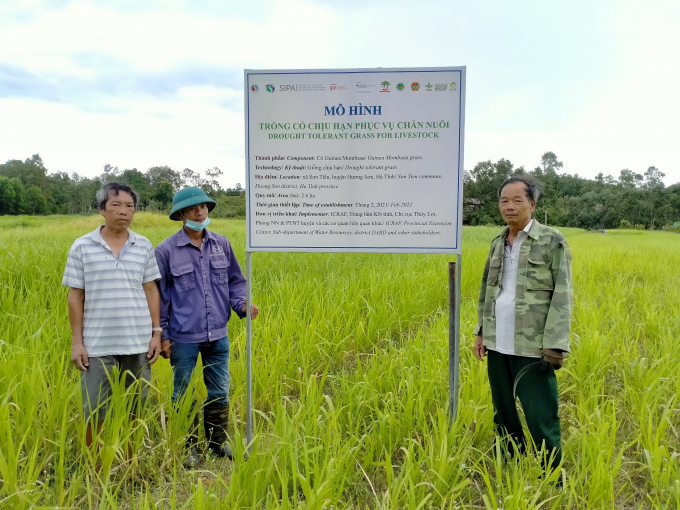 Mô hình trồng cỏ thuộc dự án SIPA tài trợ ở huyện Hương Sơn (Hà Tĩnh). Ảnh: Thái Thơm.