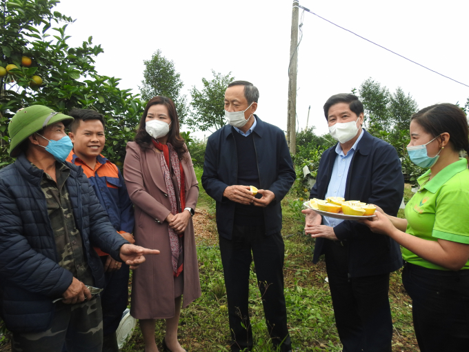Deputy Minister of the MARD Le Quoc Doanh (second from the right) said Ha Tinh should develop concentrated citrus-growing areas. Photo: Thanh Nga.