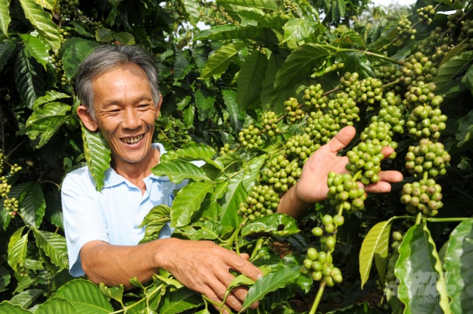 Sử dụng sản phẩm SEA cho vườn cà phê, luôn giúp cây khỏe, ít sâu bệnh. Ảnh: Ngọc Trinh.