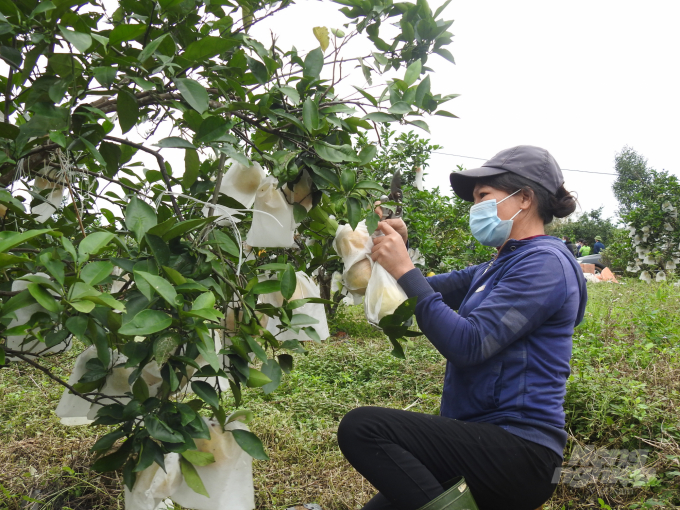 Ha Tinh needs to adopt sustainable approaches for developing citrus trees in general and oranges trees in particular. Photo: Thanh Nga.