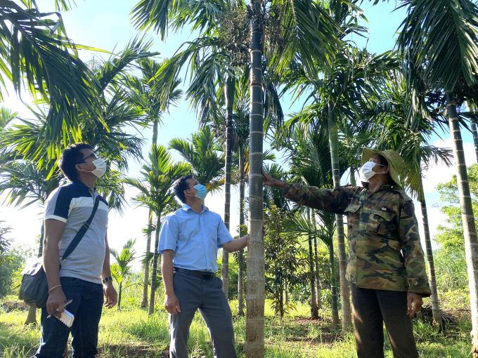 Ông Nguyễn Tân đang thông tin lại việc bị các đối tượng trộm cau đột nhập với công an viên của thôn. Ảnh: T. Dũng.