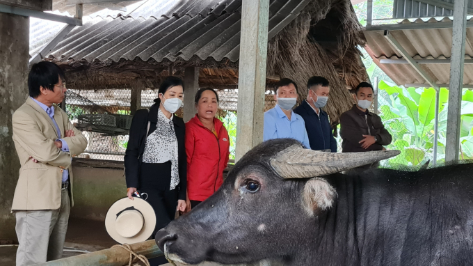 Bà Hạ Thúy Hạnh, Phó Giám đốc Trung tâm Khuyến nông Quốc gia (thứ 2 từ trái sang) cùng các học viên tham quan mô hình nuôi trâu vỗ béo của gia đình ông Nguyễn Hồng Ca. Ảnh: Hoàng Hữu.