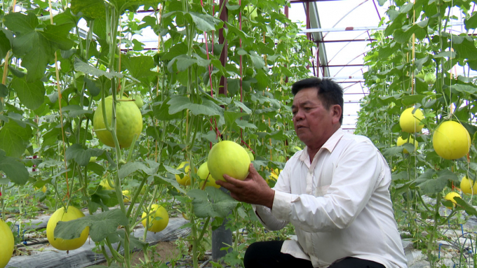 Nhiều thành viên của HTX Bắc Sơn đã có thu nhập cao, ổn định hơn trước nhờ trồng dưa lưới trong nhà màng. Ảnh: Phú Hòa.
