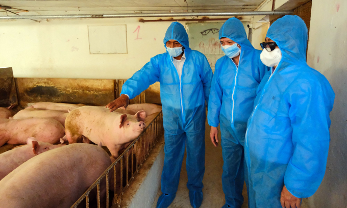 Bộ trưởng Bộ NN-PTNT Lê Minh Hoan (phải) thị sát tình hình chăn nuôi lợn trên địa bàn Hà Nội hồi cuối tháng 10/2021. Ảnh: Bảo Thắng.