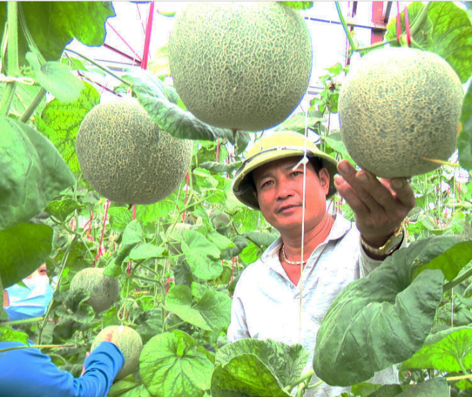 Đầu tư trồng dưa lưới trong nhà màng cao, nhưng thu hồi vốn nhanh. Ảnh: Phú Hòa.