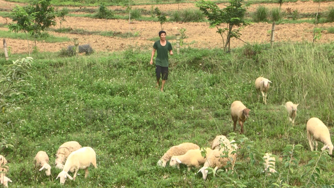 Anh Thái Bá Phú đã thành công khi đưa cừu về nuôi tại thị xã Thái Hòa. Ảnh: Hải Yến.