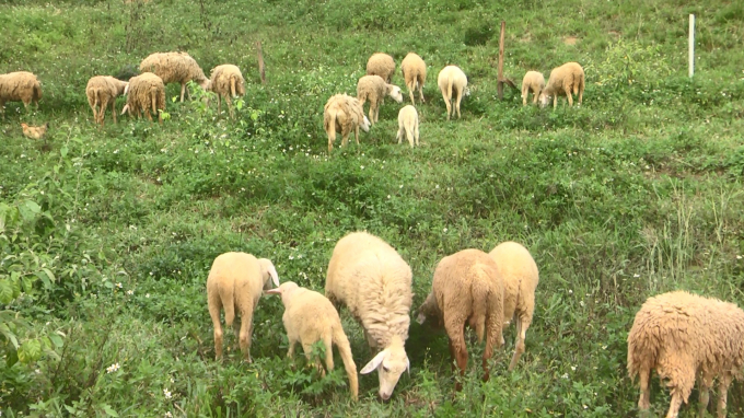 Những còn cừu sinh trưởng phát triển tốt tại trang trại của anh Thái Bá Phú. Ảnh: Hải Yến.