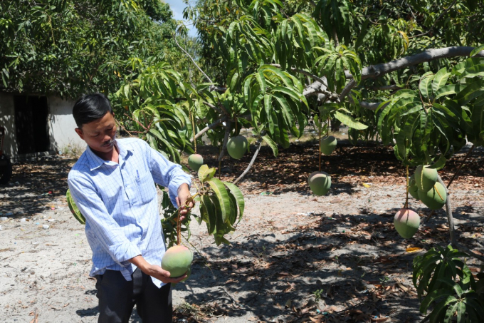 The Australian mango variety is now widely grown in Khanh Hoa. Photo: KS.