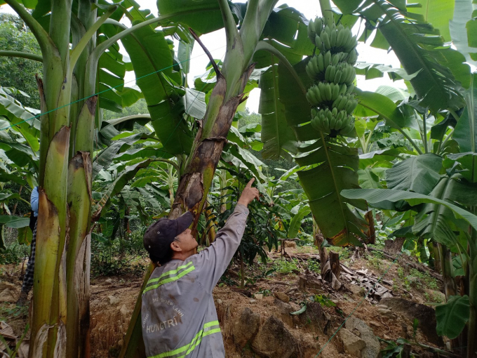 Tissue-cultured banana plantlets gave a significant increase in yield. Photo: MH.