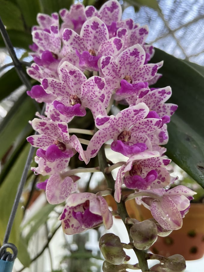 A tropical orchid cultivar created by the Center through tissue culture technique. Photo: KS.