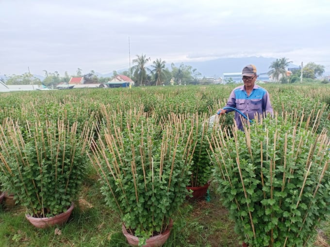Vùng trồng hoa cúc ở Ninh Giang, Thị xã Ninh Hòa. Ảnh: MH.