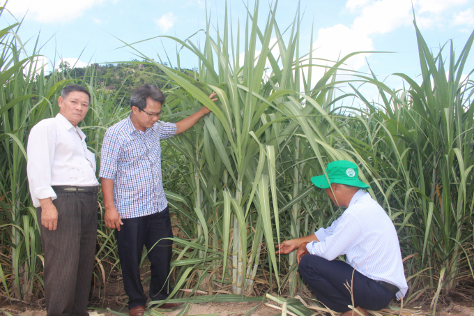 In many sugarcane areas in Phu Yen, people are focusing on investing in intensive farming and re-scaling up the sugarcane area. Photo: Hoai Nam.