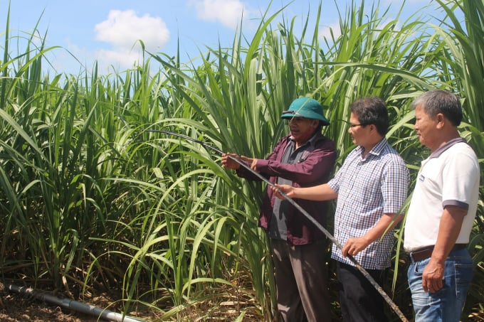 Many farmers have invested in watering and saving sugarcane. Photo: Hoai Nam.