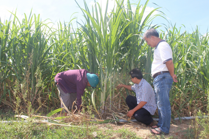 Phu Yen is focusing on testing many new sugarcane varieties with high yield, high quality, and good resistance. Photo: Hoai Nam.