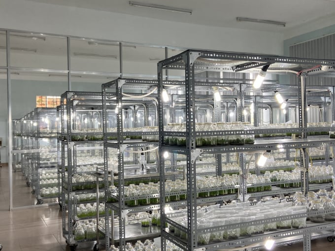 The Plant Tissue Culture Lab at Khanh Hoa High Technology Agriculture Center. Photo: KS.